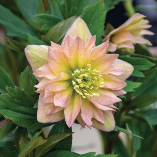 Mother of the Bride Helleborus Thumbnail